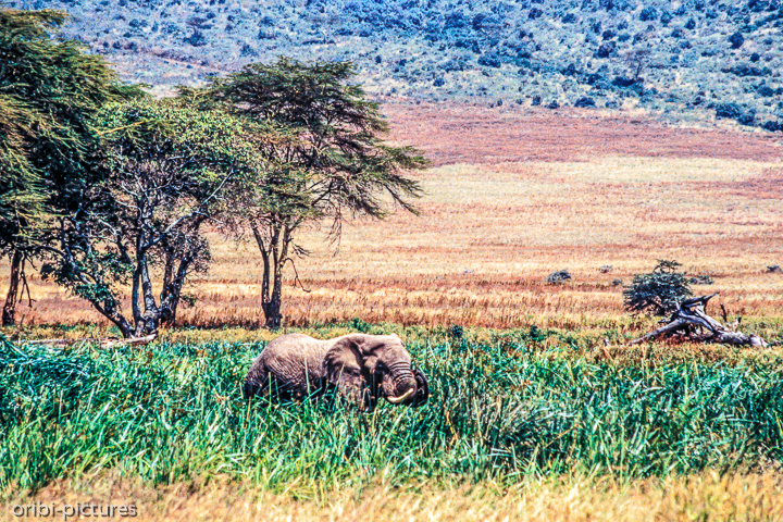 *Elefant im Ngorogorokrater*<br><br><br><br>