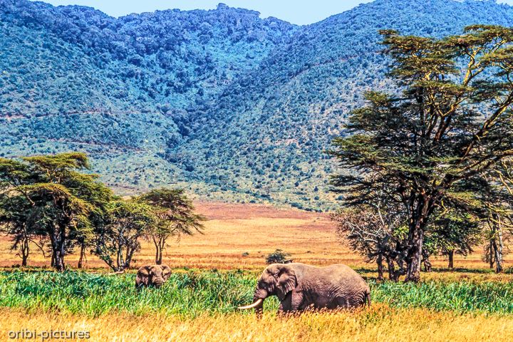 *Elefant im Ngorogorokrater*<br><br><br><br>