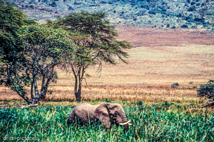 *Elefant im Ngorogorokrater*<br><br><br><br>