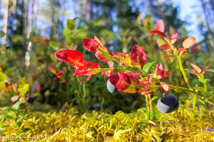 *Blau an rot*<br><br>Blaubeeren überall<br><br>