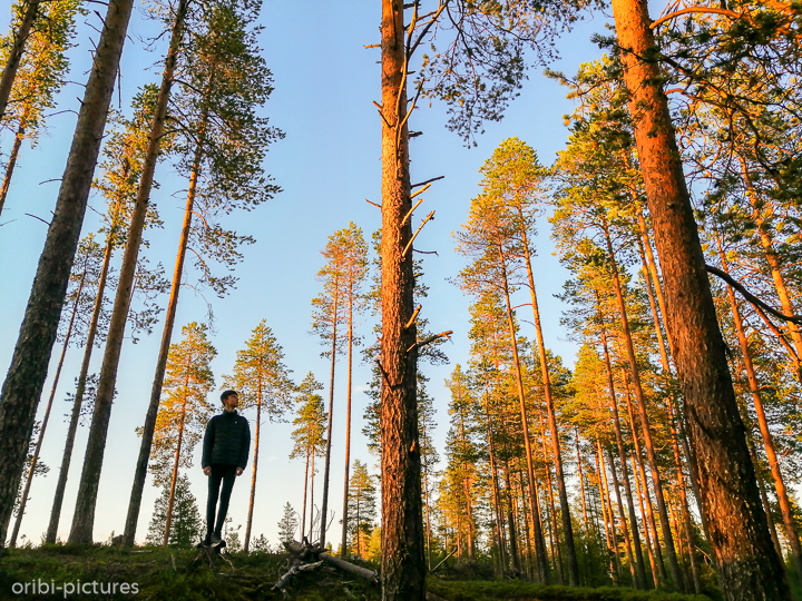 *Gerade und senkrecht*<br><br>Finnischer Wald<br><br>