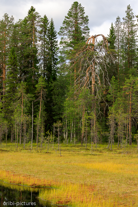 *Russische Grenze*<br><br>Niemansland<br><br>