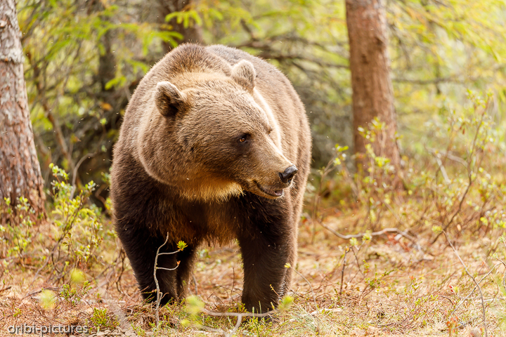 *Bär*<br><br>Bis zu 600 Bären leben Anfang der Zwanziger Jahre in Finnland.<br><br>