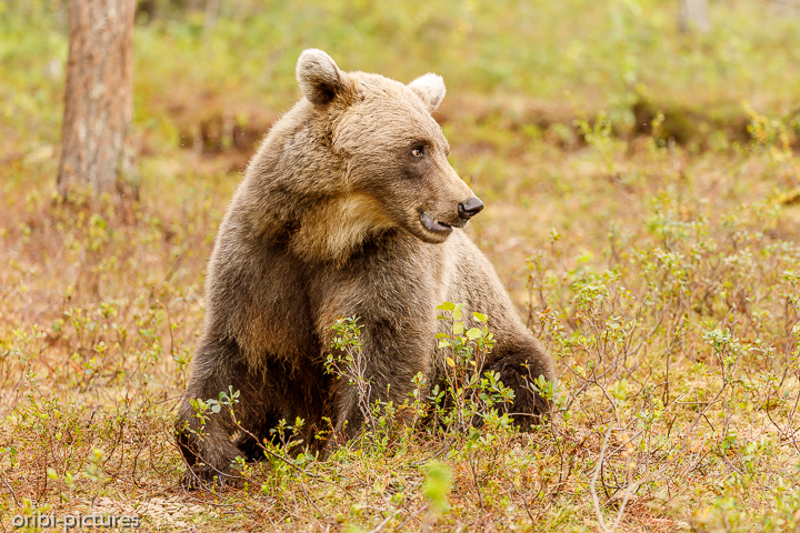 *Braunbär*<br><br>Martinselkonen Wilderness Center<br><br>