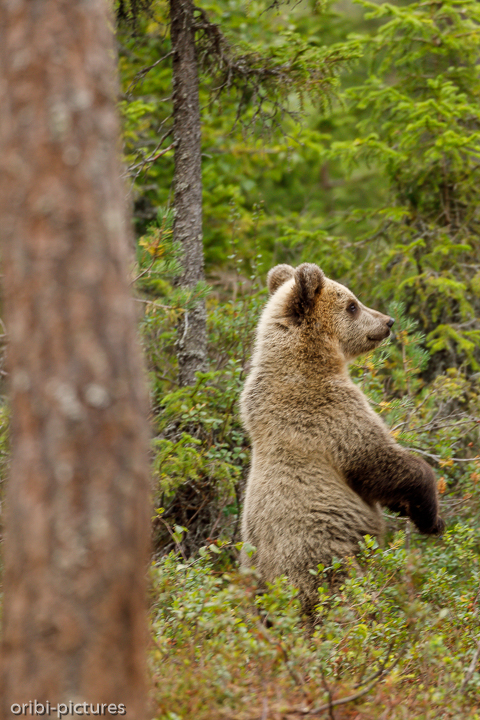 *Was ist da?*<br><br>Martinselkonen Wilderness Center<br><br>