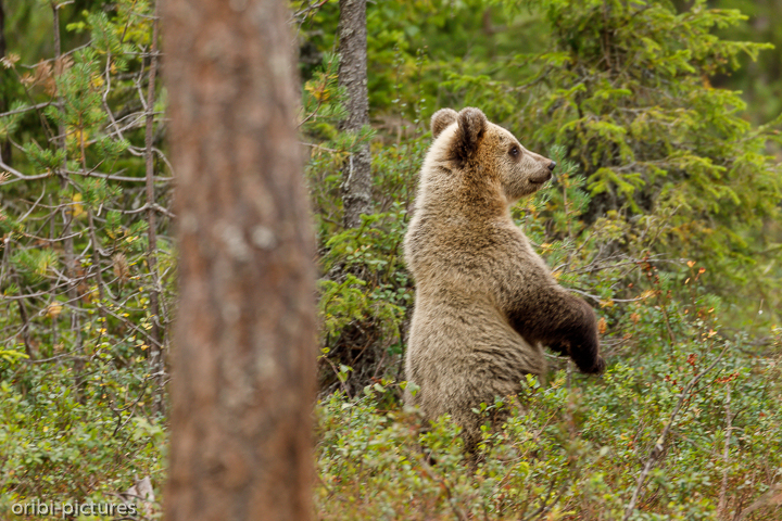 *Wer kommt da?*<br><br>Martinselkonen Wilderness Center<br><br>