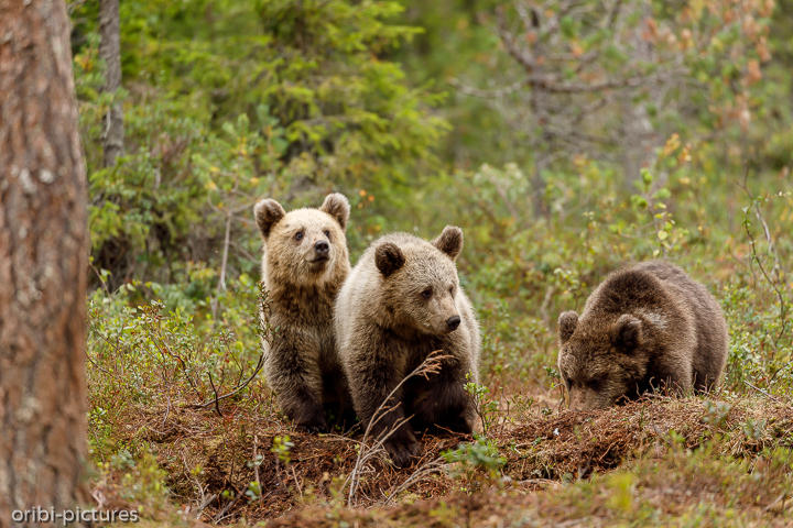 *Kleine Bärenfamilie*<br><br>Martinselkonen Wilderness Center<br><br>