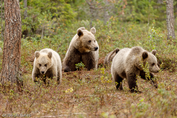 *Bären Kinder*<br><br>Martinselkonen Wilderness Center<br><br>