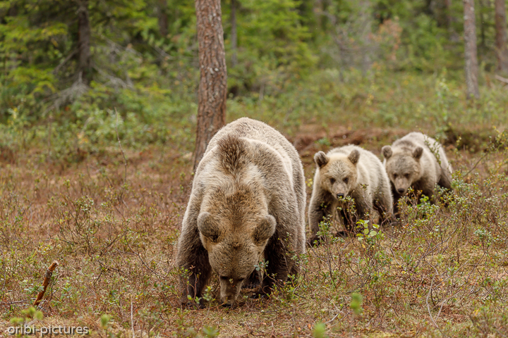 *Immer der Mama nach*<br><br>Martinselkonen Wilderness Center<br><br>