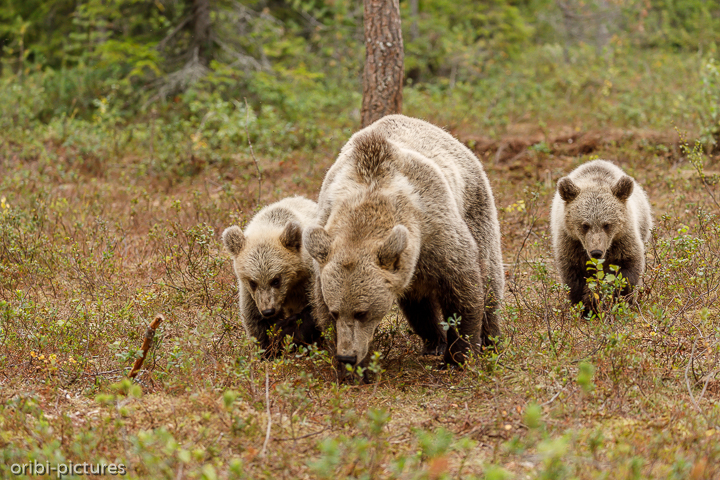 *Familie*<br><br>Martinselkonen Wilderness Center<br><br>
