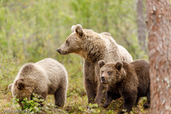 *Bei Mama sind wir sicher*<br><br>Martinselkonen Wilderness Center<br><br>