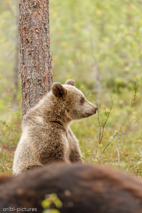 *Neugier*<br><br>Martinselkonen Wilderness Center<br><br>