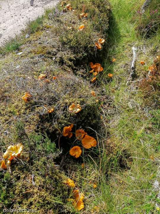 *Königliche Pilze im Cairngorms National Park, wo wir Camilla (von Prinz Charles) zu sehen bekamen.*<br><br><br><br>