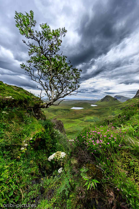 *The Hanging Tree @ Quiraing*<br><br><br><br>