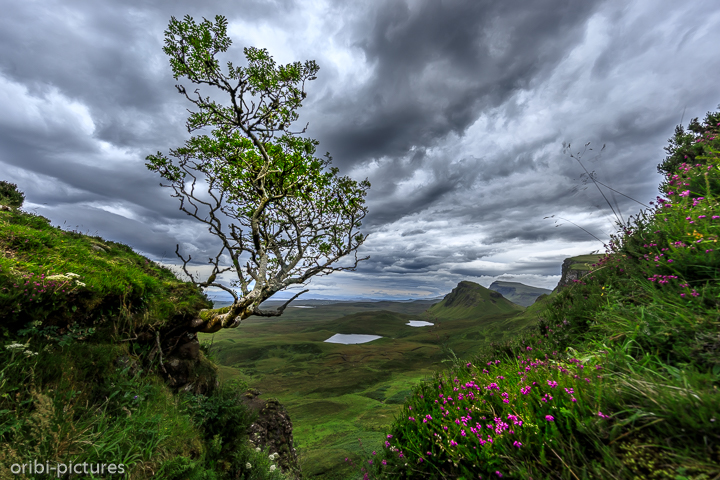 *The Hanging Tree @ Quiraing*<br><br><br><br>