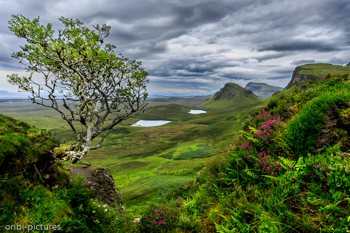 *The Hanging Tree @ Quiraing*<br><br><br><br>