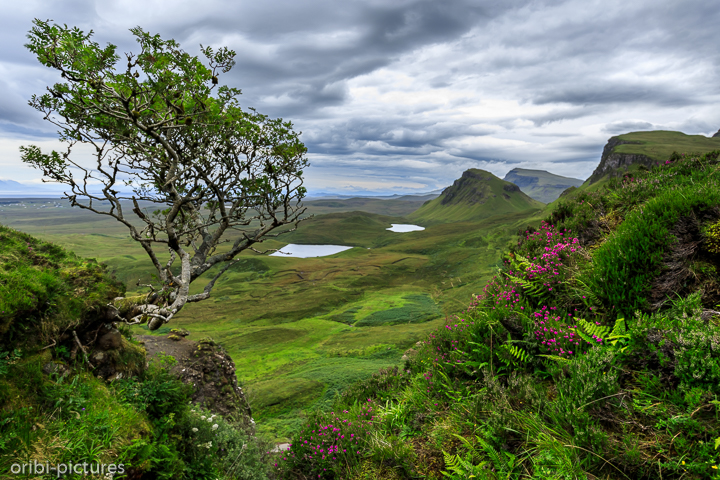 *The Hanging Tree @ Quiraing*<br><br><br><br>