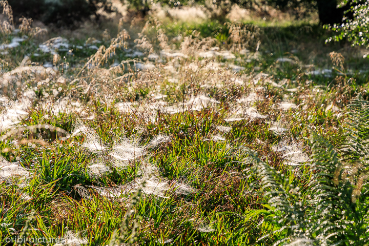 *Wildcamp mit Morgen-Tau*<br><br><br><br>
