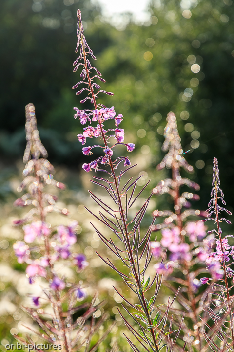 *Wildcamp mit Morgen-Tau*<br><br><br><br>