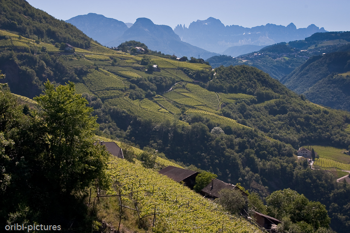 *Weinberge, Südtirol* <br><br> Vor den Toren der Stadt Bozen liegen zahlreiche Weinhänge vor der beeindruckenden Alpenkulisse. <br><br>
