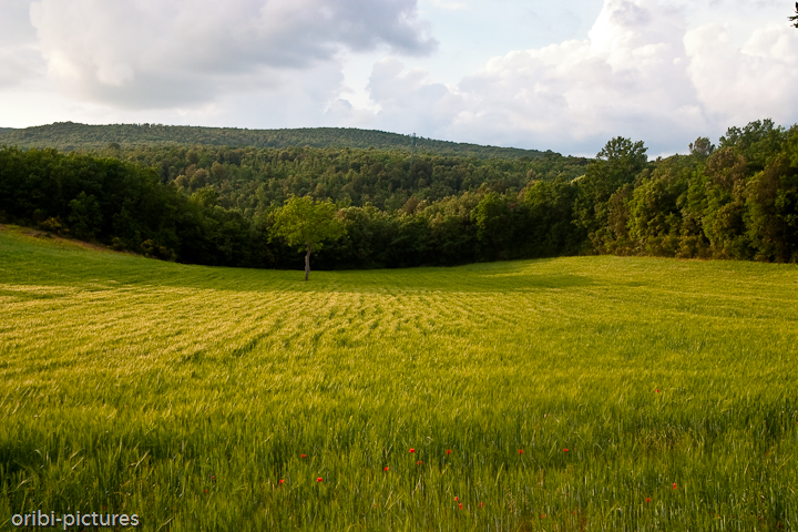 *Landschaft der Toskana I* <br><br> Unterwegs 7 km westlich von Siena aufgenommen. <br><br>