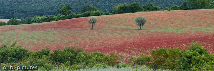 *Landschaft der Toskana III* <br><br> Unterwegs 7 km westlich von Siena aufgenommen. <br><br>
