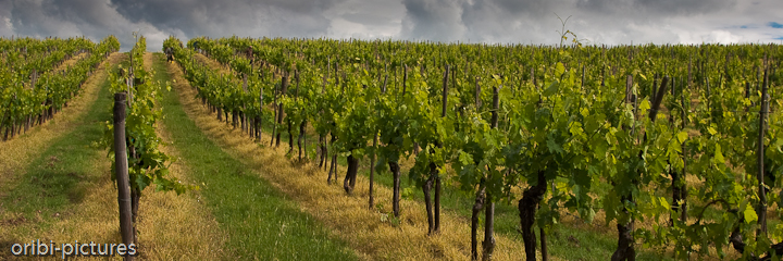 *Weinberg in der Toskana* <br><br> Die guten Weine der Toskana sprechen für sich. <br><br>