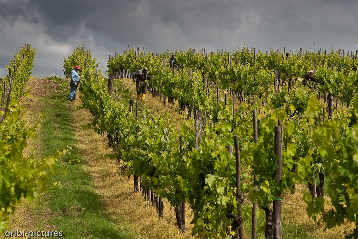 *Weinbauern bei der Arbeit* <br><br> Der Weinanbau hat in der Toskana eine lange Tradition, die etwa im 10. Jahrhundert begann. Damals waren es die Mönche, die anfingen, auf den Hängen Weinreben anzupflanzen. Erst viel später fingen die Adligen und das gemeine Volk an, den Weinanbau als landwirtschaft- liche Bereicherung zu entdecken. <br><br>