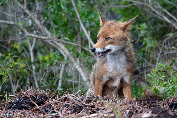 *Fuchs im Parco Regionale della Maremma, Toskana I* <br><br> Bei unserem Ausflug in den wunderschönen Maremma-Naturpark begegneten wir zahlreichen Füchsen, die duch das Unterholz der Pinienwälder streiften. <br><br>