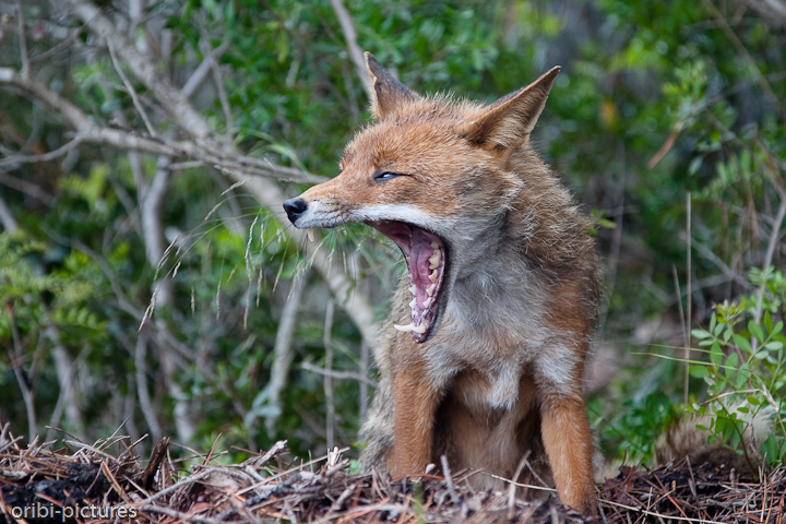 *Fuchs im Parco Regionale della Maremma, Toskana II* <br><br> Bei unserem Ausflug in den wunderschönen Maremma-Naturpark begegneten wir zahlreichen Füchsen, die duch das Unterholz der Pinienwälder streiften. <br><br>