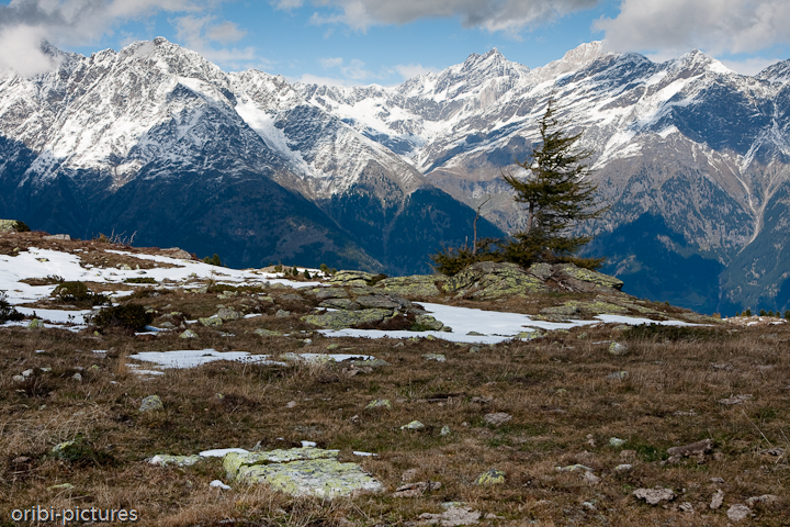 *Jenseits der Baumgrenze* <br><br> Der Wind und die Kälte machen das Überleben jenseits der 2.000m schwer. <br><br>