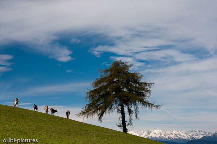 *Viehischer Ausguck* <br><br> Kühe in Südtirol <br><br>