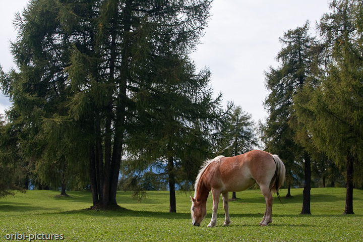 *Haflinger* <br><br> Eine Pferderasse aus dem Etschtal <br><br>