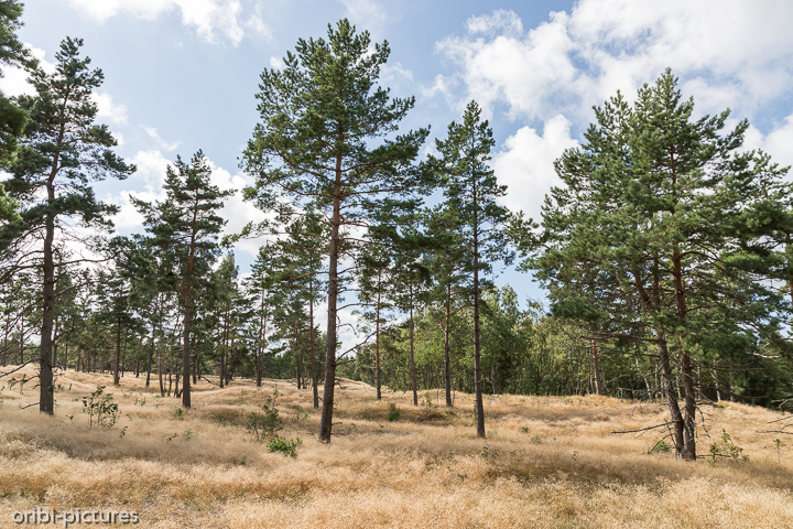*Kurische Nehrung*<br><br><br><br>