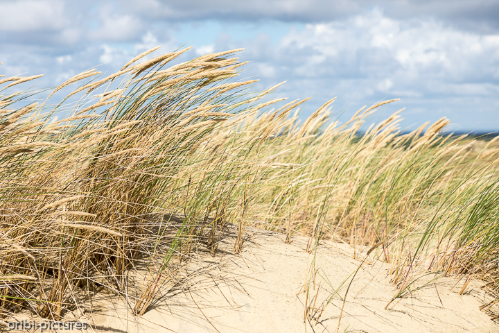 *Dünengras zum Schutz vor Erosion*<br><br><br><br>