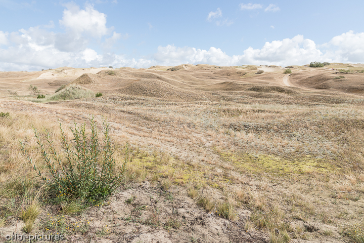 *Dünenlandschaft*<br><br><br><br>