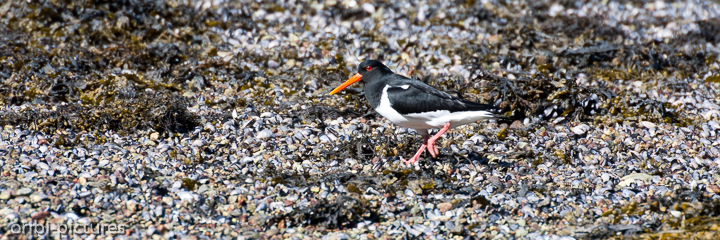 *Austernfischer*<br><br>(lat. Haematopus ostralegus)<br><br>