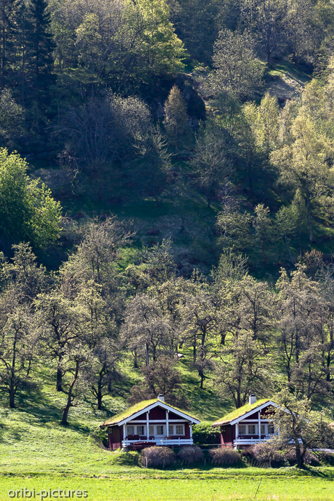 *Obststreuwiese*<br><br>im Ort Geiranger<br><br>