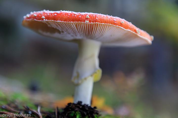 *Südschweden und Umgebung von Stockholm, 2019*<br><br><br><br>