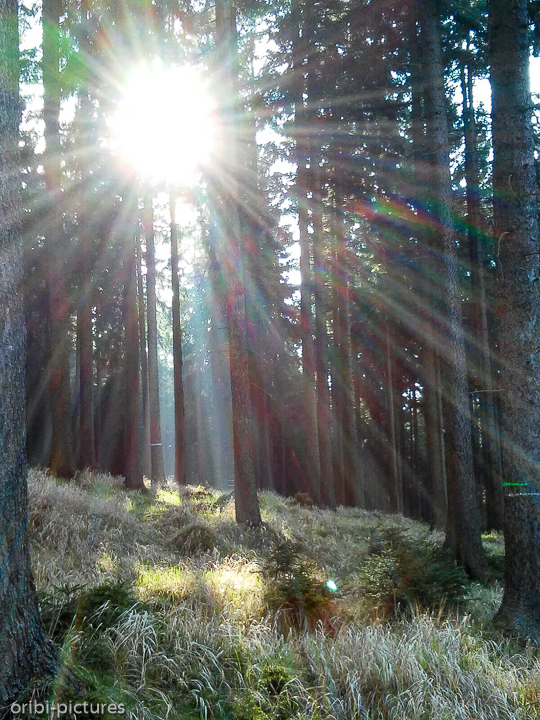*Unterwegs auf dem Forststeig an der deutsch-tschechischen Grenze*<br><br><br><br>