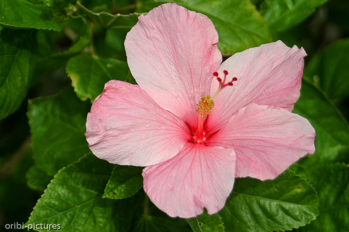 *Hibiskusblüte (rosa)*<br><br>immer wieder ein dankbares Fotomotiv<br><br>