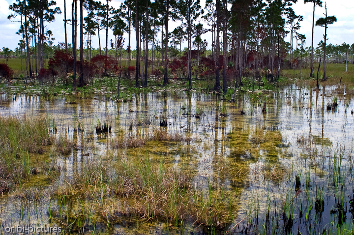*Tropisches Marschland*<br><br>Die Everglades werden auch Grasfluss genannt.<br><br>